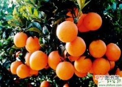 【橙】脐橙肥水管理和选地建园措施
