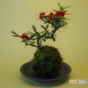 【图片】红子刺盆景图片有哪些？