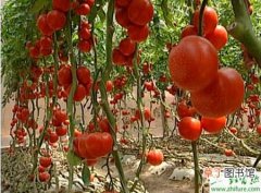 【扦插】番茄扦插栽培技术要点