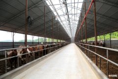 舒兰市：肉牛出栏量稳步提升，农民增收致富好门路
