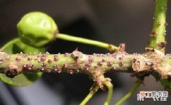 【树】柿子树虫害有哪些？