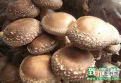 【腐烂】香菇菌棒腐烂造成原因及防治措施