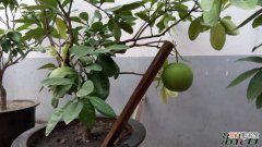 【柚子】盆栽柚子树能结果吗，盆栽柚子树过冬有哪些注意事项？