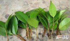 【茶花】茶花杆插繁殖怎么操作？茶花扦插生根最快方法有哪些？