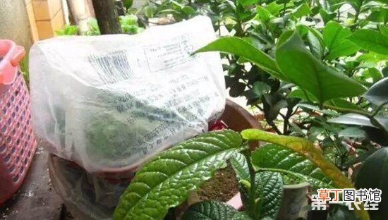 【茶花】茶花杆插繁殖怎么操作？茶花扦插生根最快方法有哪些？