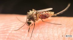 夏天蚊子多怎么预防，夏季蚊子多容易出现哪些疾病，蚊子虽小却关系你夏季健