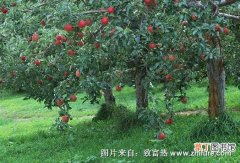【苹果树】苹果树的最新管理技术