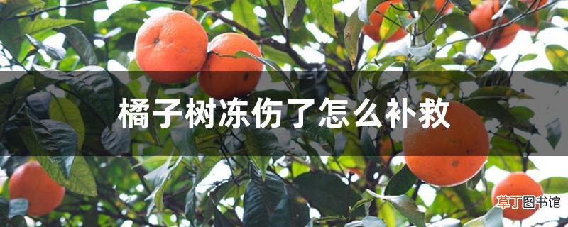 【树】橘子树冻伤了怎么补救