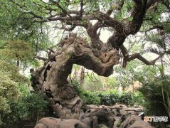 【树】榕树造石盆景图片有哪些？