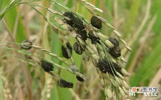 【防治】水稻稻曲病防治方法有哪些？