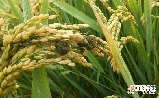 【防治】水稻稻曲病防治方法有哪些？