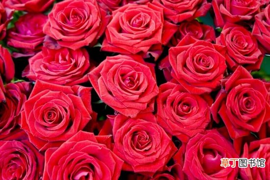 基本知识 【玫瑰花】玫瑰花的养殖方法有哪些？