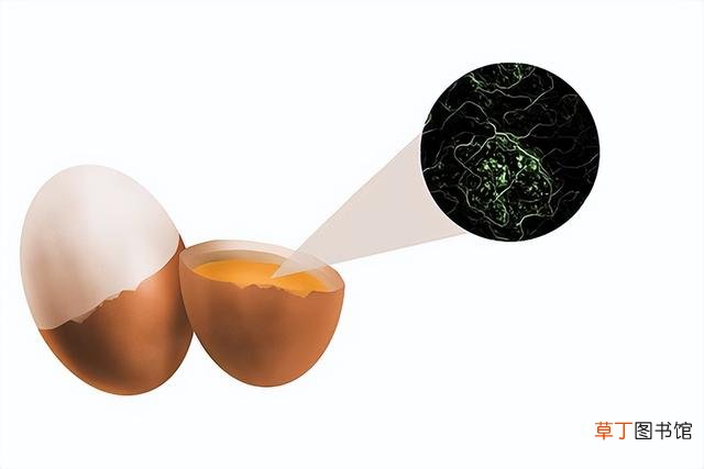 鸡蛋的营养价值丰富，但不是吃的越多越好