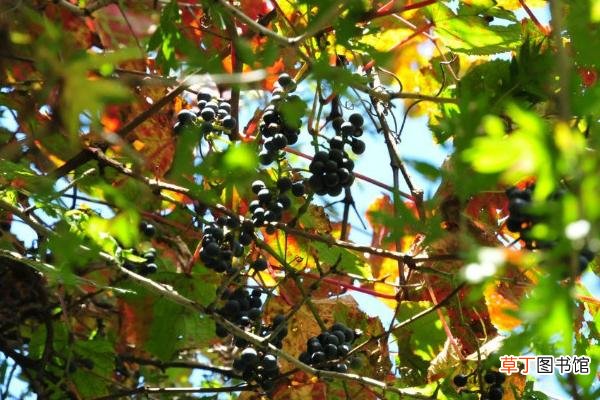 【种植方法】山葡萄种植方法及栽培技术