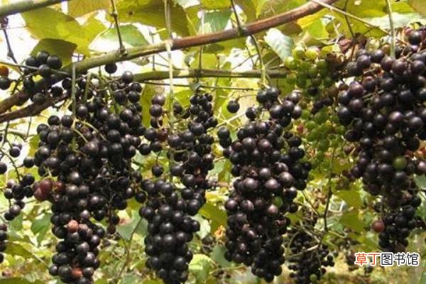 【种植方法】山葡萄种植方法及栽培技术