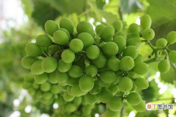 【种植】巨峰葡萄种植管理技术