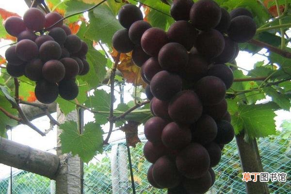 【种植】巨峰葡萄种植管理技术