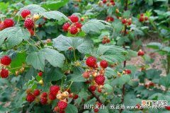 【种植】红树莓种植技术