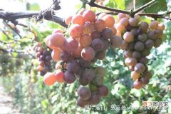 【种植】南方巨峰葡萄种植技术