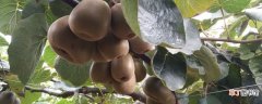 【科学】猕猴桃科学种植技术，常采用棚架栽培
