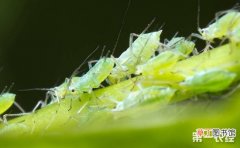 【蚜虫】花草有蚜虫怎么治？不用农药治蚜虫的方法有哪些？