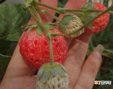 【方法】草莓畸形果怎么办有哪些解决方法？