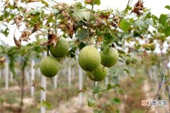 【种植】瓜蒌科学种植技术