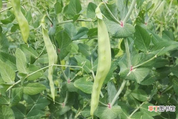 【种植】荷兰豆的种植技术 荷兰豆几月成熟