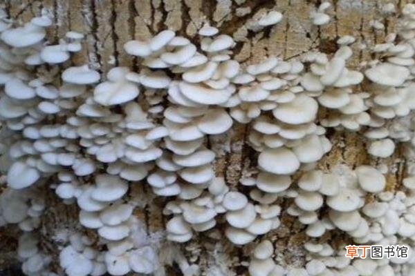 【种植】蘑菇怎么种 蘑菇种植技术