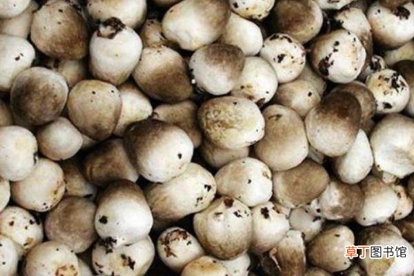【种植】蘑菇怎么种 蘑菇种植技术