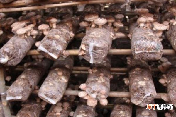 【栽培】草菇高产高效栽培技术 草菇的生长条件
