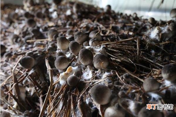 【栽培】草菇高产高效栽培技术 草菇的生长条件