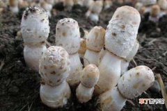 【生长】鸡腿菇种植技术 鸡腿菇生长周期