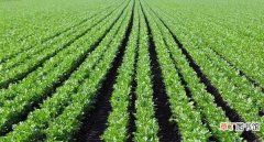 【种植方法】芹菜最快的种植方法 芹菜种植技术