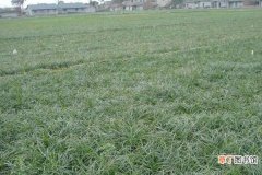 【种植】麦冬种植技术 麦冬的田间管理