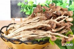 【种植】怎样栽种茶树菇 茶树菇种植时间