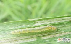 【虫害】水稻虫害大全与水稻害虫图谱有哪些？