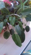 【图片】翡翠绿钻植物图片有哪些？