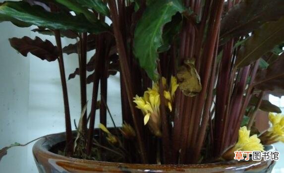 【叶子】紫背竹芋叶子发黄原因有哪些？