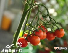【西红柿】阳台西红柿的种植方法有哪些？