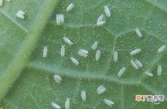 【长虫】一叶兰长虫怎么办，一叶兰病虫害防治有哪些？
