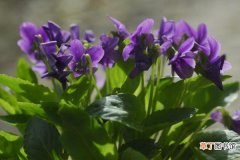 【紫花地丁】家庭紫花地丁盆栽养殖方法 紫花地丁如何移栽