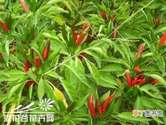 【种植方法】朝天椒种植方法有哪些？