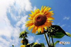 【种植方法】向日葵怎么种 向日葵种植方法与注意事项