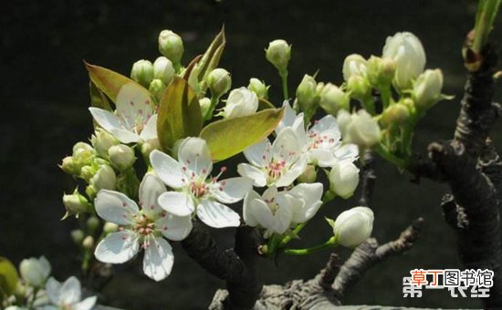 【梨树】梨树花期的管理技术详解有哪些？