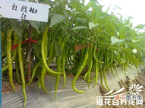 观赏彩椒 【品种】观赏辣椒的品种(图)有哪些？