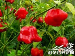 观赏彩椒 【品种】观赏辣椒的品种(图)有哪些？