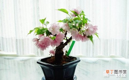 【花】樱花盆景室内能养吗？樱花盆栽图片欣赏有哪些？