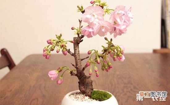 【花】樱花盆景室内能养吗？樱花盆栽图片欣赏有哪些？