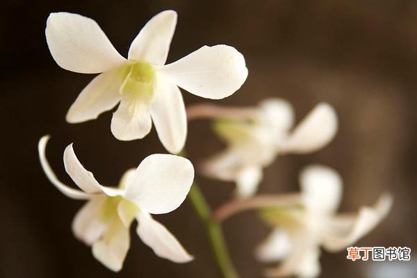 【繁殖】白兰花什么时候剪枝 白兰花繁殖方法